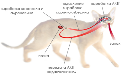 Анатомия и физиология кошки