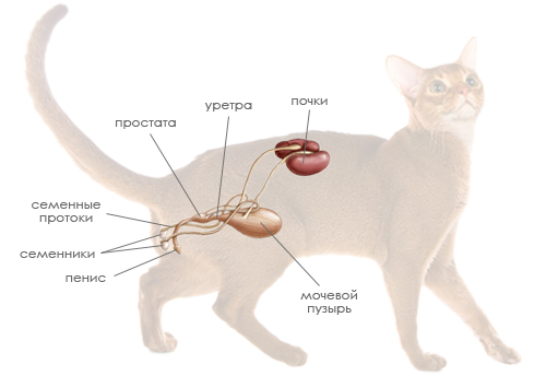 Анатомия и физиология кошки