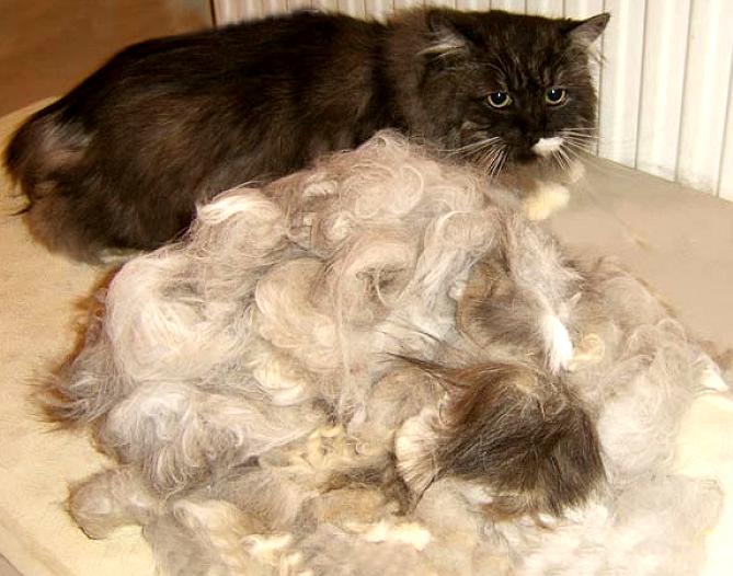 Груминг персидских кошек » Загадочные кошки