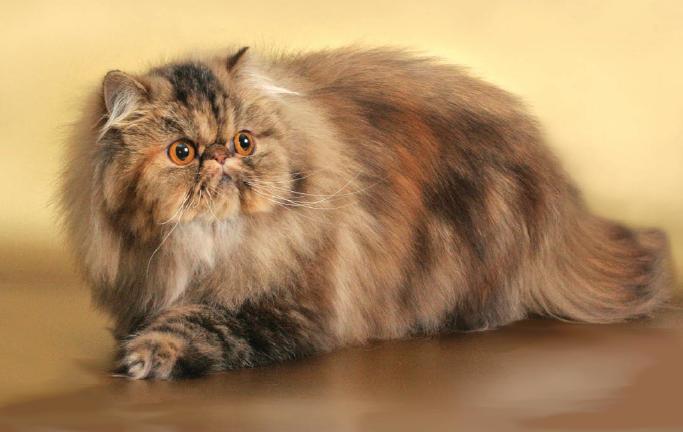 Мисс совершенство персидская кошка