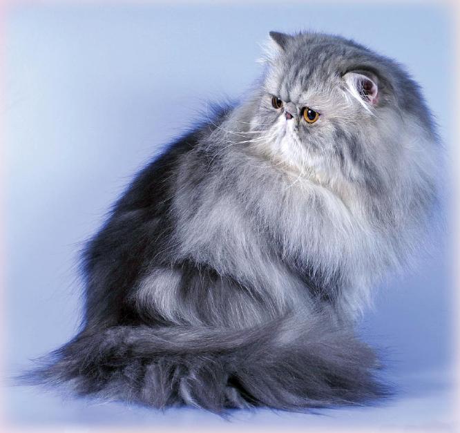 Мисс совершенство персидская кошка