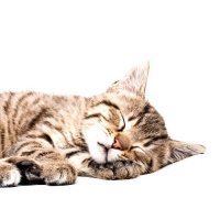 Сколько спят кошки?
