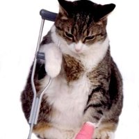Первая помощь при травмах у кошек