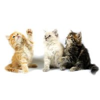Дискуссия о сибирских и невских кошках