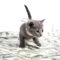 Сначала деньги, котенок потом...