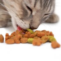 Корм для кошек. Как и чем их кормить?