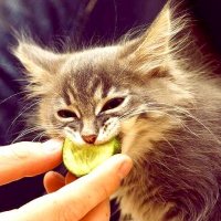 Занимательная кошачья диетология