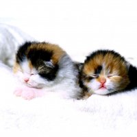 Болезни новорожденных котят