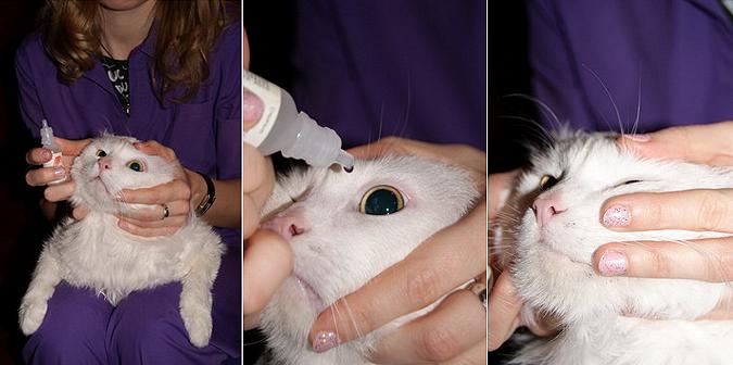 Как закапать кошке глазные капли