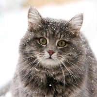 Сибирская кошка — гордость российской фелинологии 