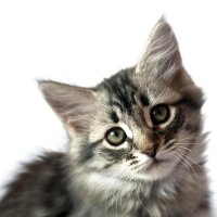 «Аборигенная порода»: сибирская кошка
