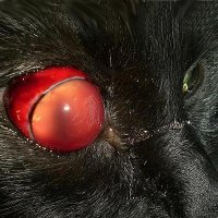Травмы глаз у кошек