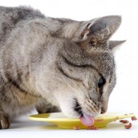 Как подобрать корм для кошки