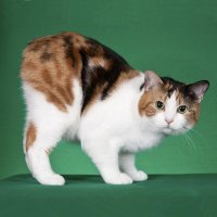 Мэнская кошка - кошка, которую судьба обошла хвостом