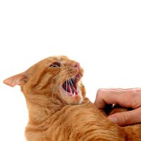 Все о кошачьей агрессии