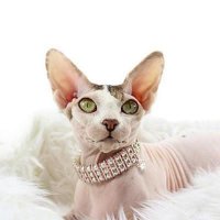 Ожерелье для любимой кошки