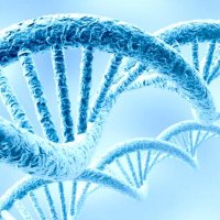 Хромосомы и гены. Генетика для начинающих