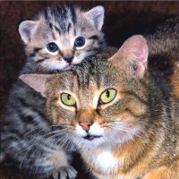 Коты, кошки, котята - социальное взаимодействие