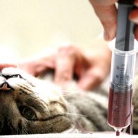 Несовместимость групп крови у кошек