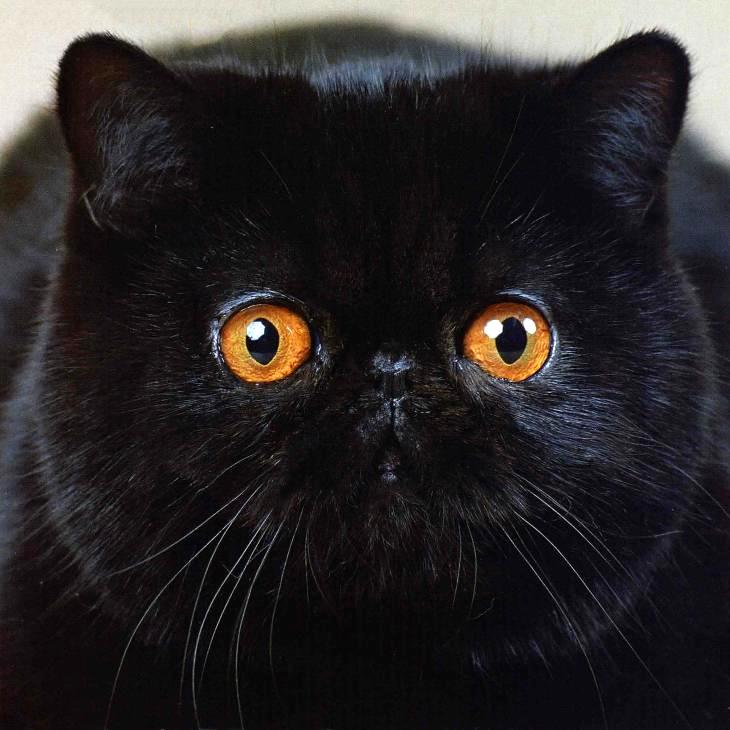 Черный окрас » Загадочные кошки