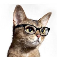 Офтальмология стареющих кошек