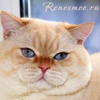 Питомник Британских, Шотландских (вислоухих) кошек "Renesmee"