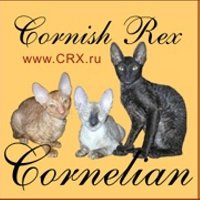 Питомник кошек породы корниш-рекс «CORNELIAN»