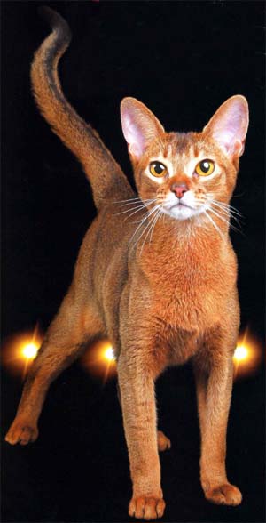 Абиссинский кот кутюр