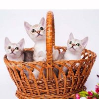 Бибигон - питомник кошек породы сингапура